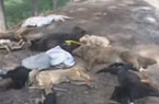 河南偃师大量猪狗死亡