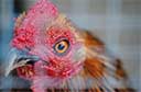 粤活禽市场消毒防H7N9