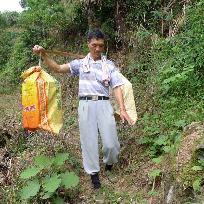 葉興旺是低嶺教學點唯一的一位老師,校長、主任、教師一肩挑。每到新學期開學時,葉興旺總是起大早扛著扁擔,來回走幾十裡山路,一頭汗水把教材從鄉裡挑回來。他這一挑就是三十多年,背壓得有些駝了,鞋子也不知磨破了多少雙,那根跟隨他多年的扁擔被磨得油光發亮。鄉親們都親切地稱他“扁擔老師”。(挑教材回學校的途中)