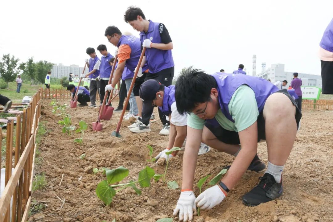 北京工商大學師生開展勞動實踐活動。邱實 攝