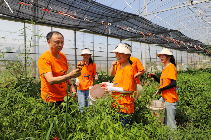 上海财经大学调研师生在江西省上饶市余干县瑞洪镇蔬菜基地开展劳动。校方供图