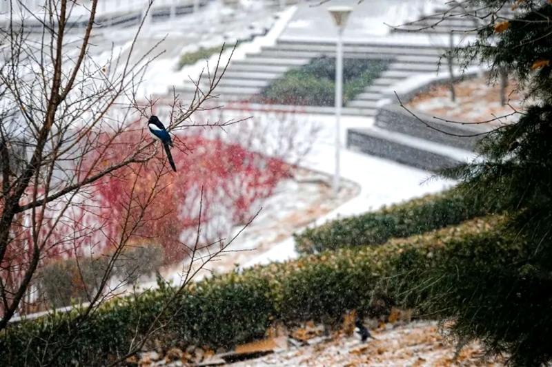 大連理工大學：雪落大工。校方供圖