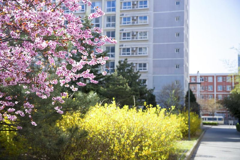 北京科技大學校園內，春花爛漫。王佔奎攝