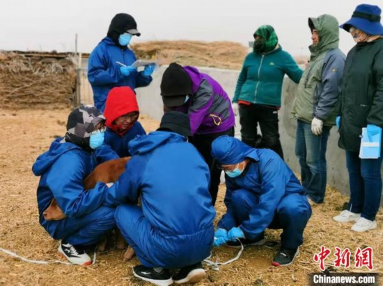 圖為李光鵬團隊成員們正在抓牛。 受訪者供圖。