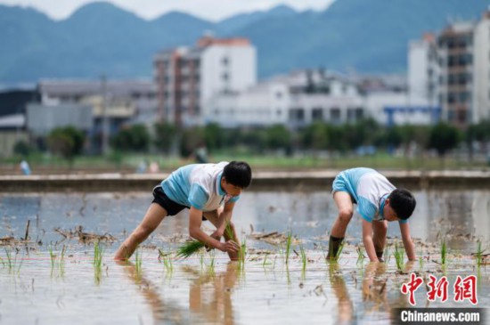 圖為5月21日,兩名學生在綏陽縣旺草萬畝大壩體驗插秧。唐哲 攝