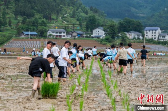 圖為5月21日,綏陽縣旺草中學學生在旺草萬畝大壩體驗插秧。唐哲 攝