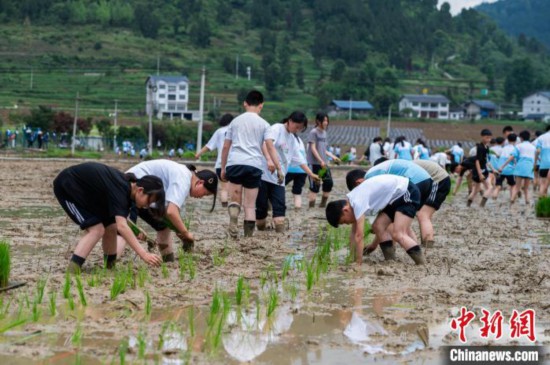 圖為5月21日,綏陽縣旺草中學學生在旺草萬畝大壩體驗插秧。唐哲 攝