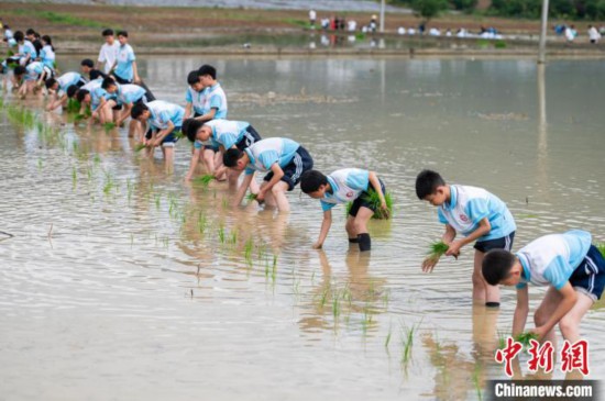 圖為5月21日,綏陽縣旺草中學學生在旺草萬畝大壩體驗插秧。唐哲 攝