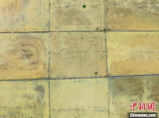 圖為5月21日,航拍綏陽縣旺草中學學生在旺草萬畝大壩體驗插秧。唐哲 攝