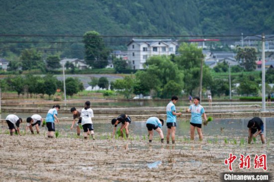 圖為5月21日,綏陽縣旺草中學學生在旺草萬畝大壩體驗插秧。唐哲 攝