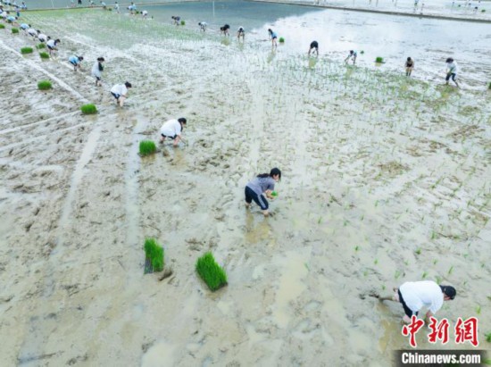 圖為5月21日,航拍綏陽縣旺草中學學生在旺草萬畝大壩體驗插秧。唐哲 攝