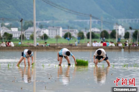 圖為5月21日,綏陽縣旺草中學學生在旺草萬畝大壩體驗插秧。唐哲 攝