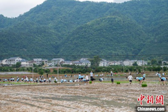 圖為5月21日,綏陽縣旺草中學學生在旺草萬畝大壩體驗插秧。唐哲 攝