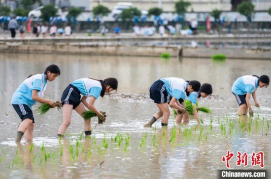 圖為5月21日,綏陽縣旺草中學學生在旺草萬畝大壩體驗插秧。唐哲 攝