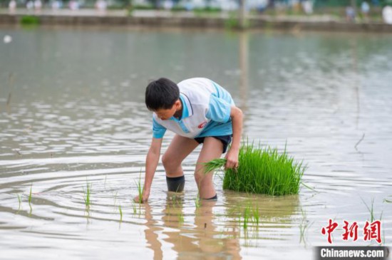 圖為5月21日,一名學生在綏陽縣旺草萬畝大壩體驗插秧。唐哲 攝