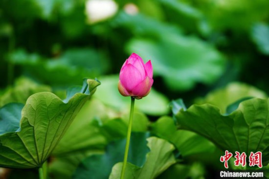 6月19日,时值一年毕业季,四川大学望江校区荷花池里的荷花盛开,成为了毕业生们的打卡圣地,吸引了众多毕业生拍照留念。图为含苞待放的荷花。中新社记者 安源 摄