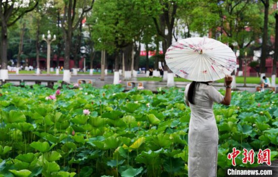 6月19日,时值一年毕业季,四川大学望江校区荷花池里的荷花盛开,成为了毕业生们的打卡圣地,吸引了众多毕业生拍照留念。图为毕业生在荷花池边拍照留念。中新社记者 安源 摄