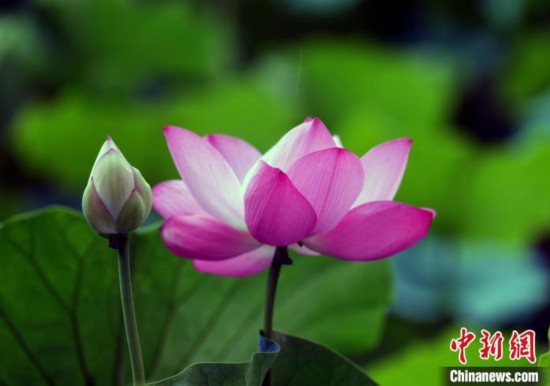 6月19日,时值一年毕业季,四川大学望江校区荷花池里的荷花盛开,成为了毕业生们的打卡圣地,吸引了众多毕业生拍照留念。图为盛开的荷花。中新社记者 安源 摄