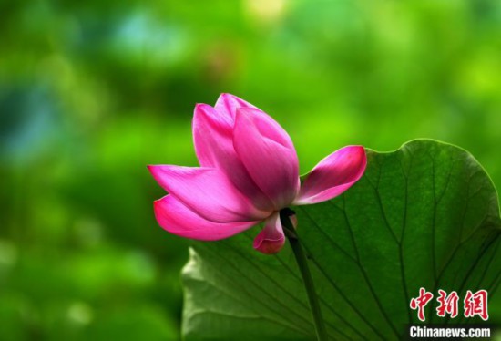 6月19日,时值一年毕业季,四川大学望江校区荷花池里的荷花盛开,成为了毕业生们的打卡圣地,吸引了众多毕业生拍照留念。图为盛开的荷花。中新社记者 安源 摄