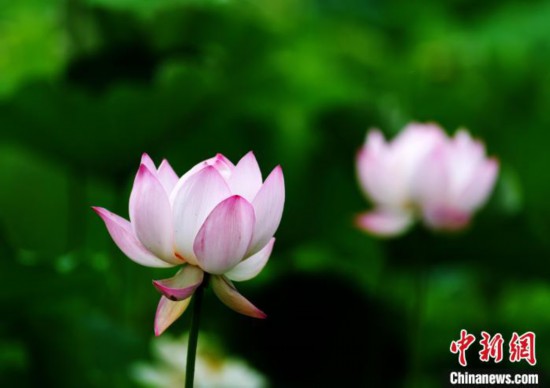 6月19日,时值一年毕业季,四川大学望江校区荷花池里的荷花盛开,成为了毕业生们的打卡圣地,吸引了众多毕业生拍照留念。图为盛开的荷花。中新社记者 安源 摄