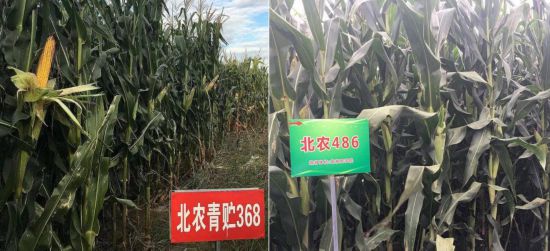 學校師生團隊自主培育的高產、優質、多抗、廣適、易制種專用型青貯玉米品種