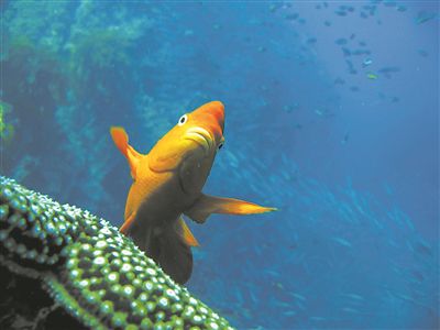 在南加州聖克萊門特島附近，一條加裡波第魚在水中懸停。圖片來源：斯克裡普斯海洋研究所