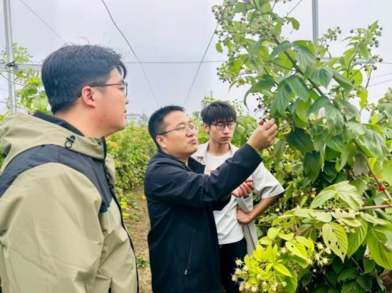 近年來,一批批研究生扎根田間,從青澀學子成長為獨當一面的 “田秀才”,圍繞優質種苗繁育、設施葡萄有機栽培、南果北種等農業核心課題,助力京郊特色漿果產業發展,努力書寫屬於北京農學院學子的京郊產業振興故事。