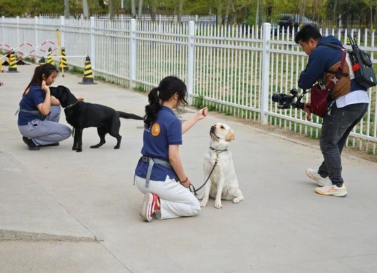 北京農學院動物科學技術學院的同學正在訓練導盲犬